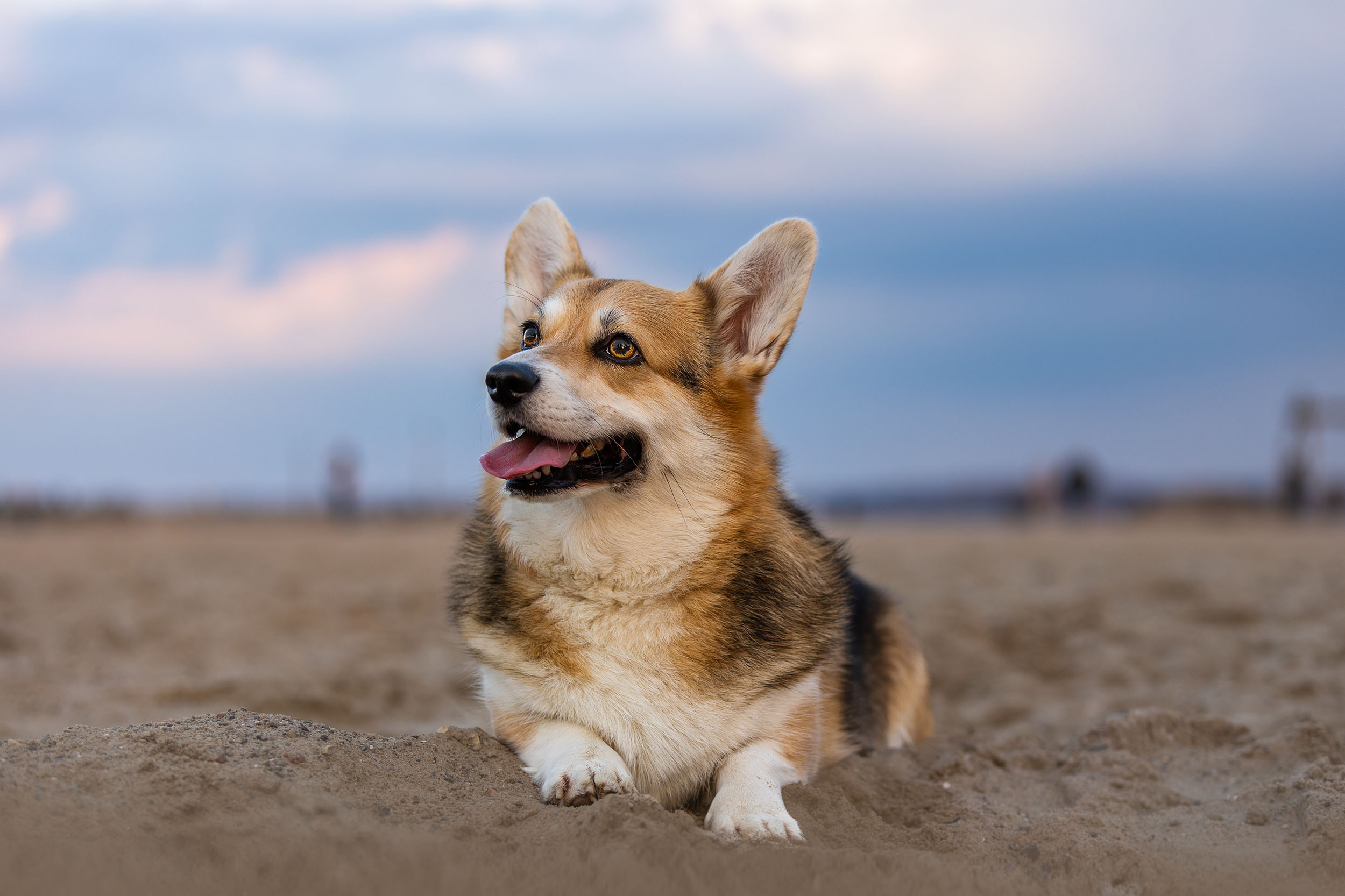 Corgi_Hundefotografin_Aachen_Strandportrait