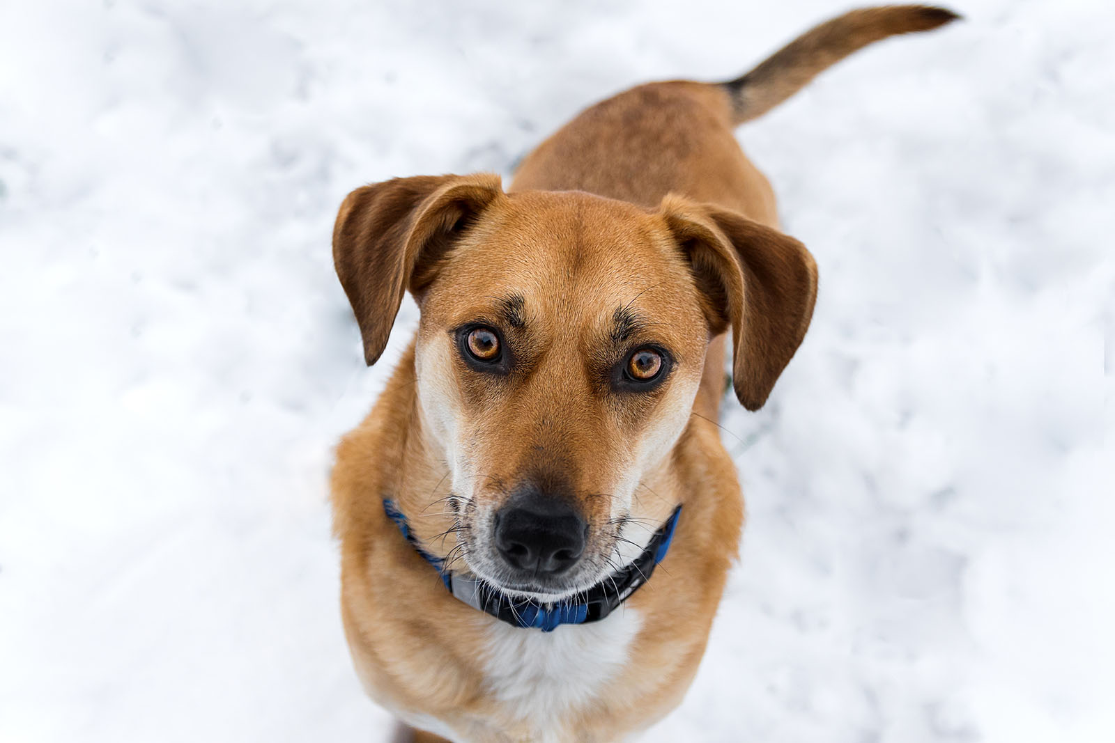 Testimonials_Hundefotografie_Aachen