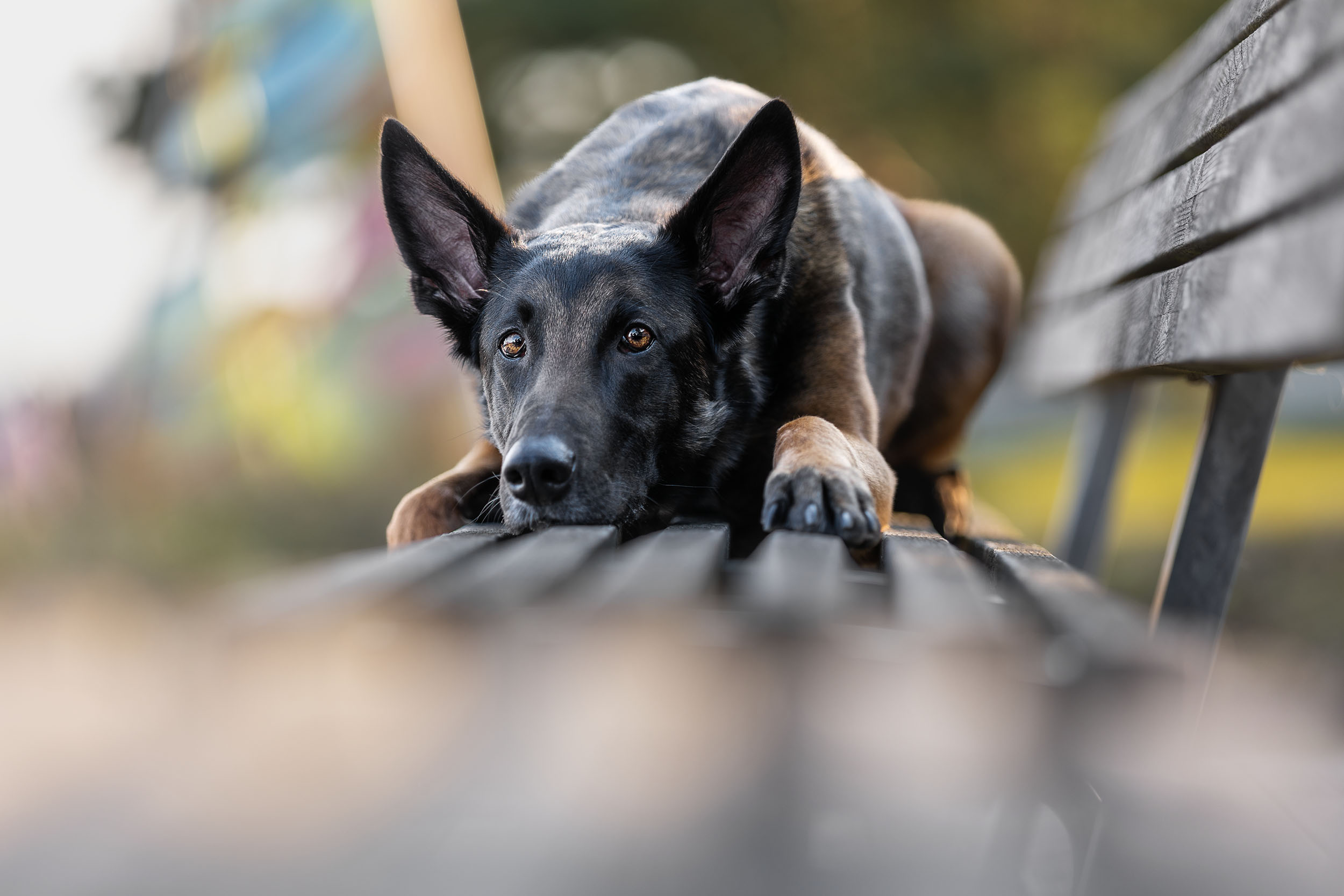 Malinois_Hundeportrait_Hundefotografin_Aachen