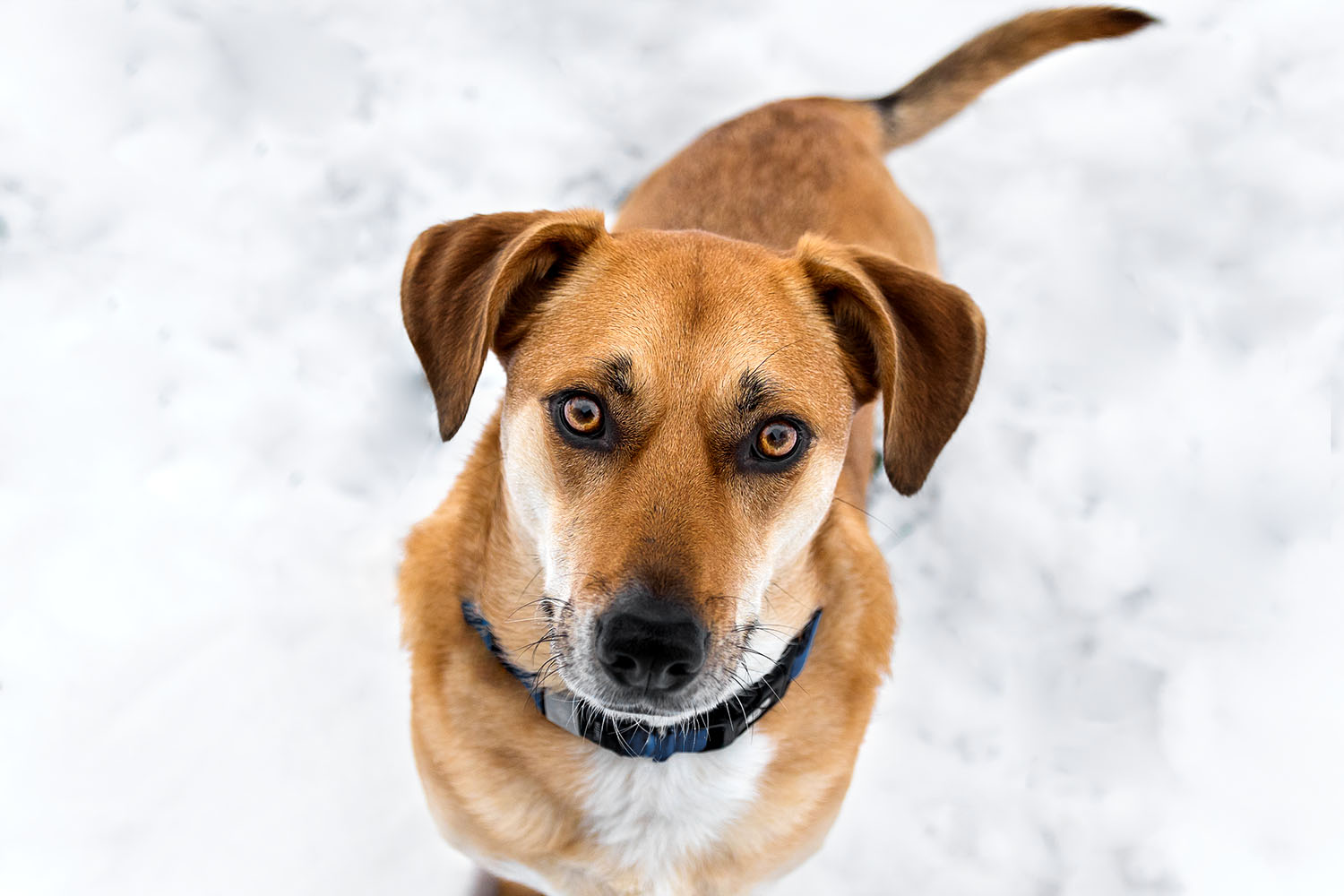 Mischling_Tierschutzhund_Fotoshooting_Hundefotografin_Aachen