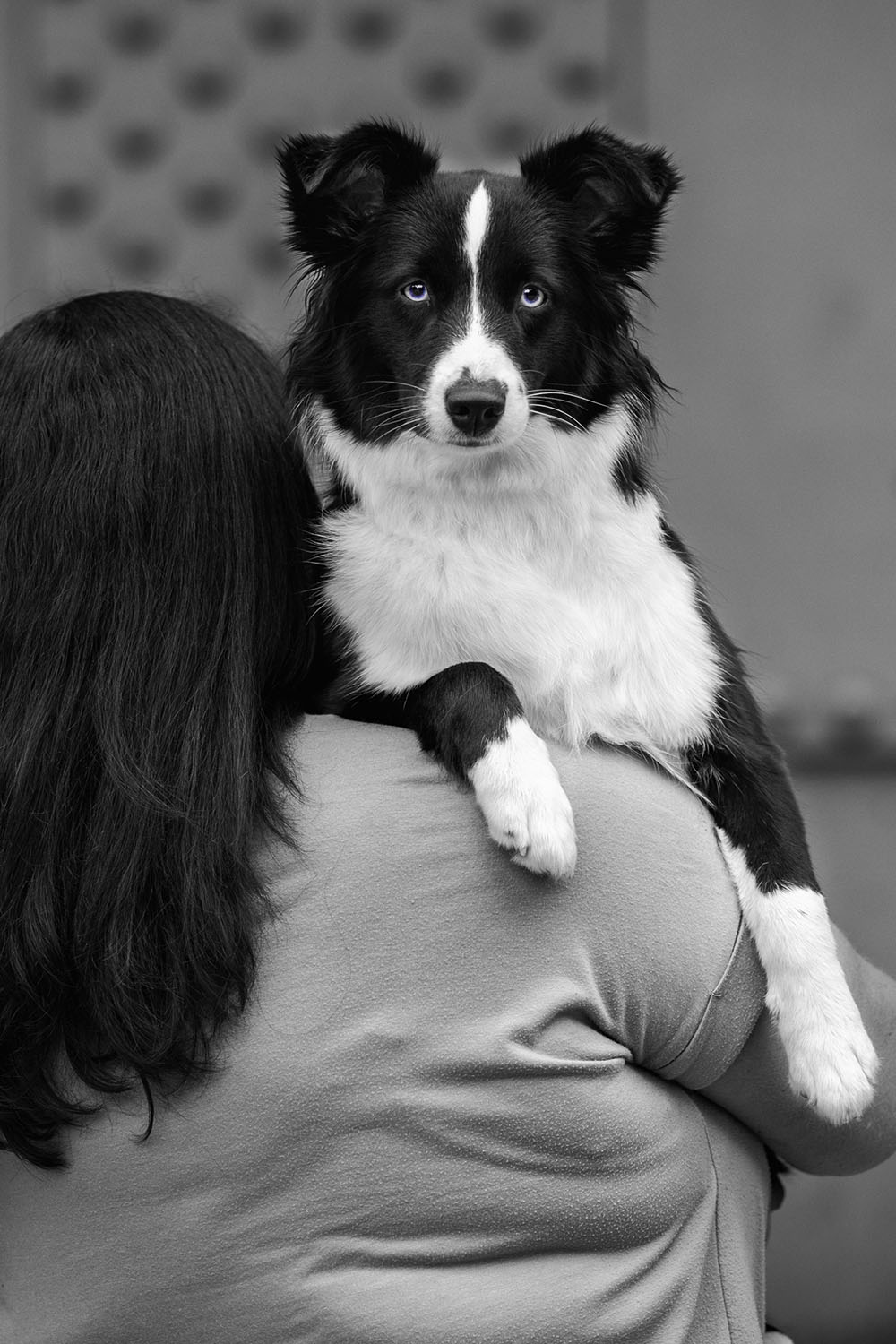Hundefotografie_Aachen_Rudelshooting_Testimonials